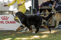 Dogs NSW Spring Fair 2019 Utility Group